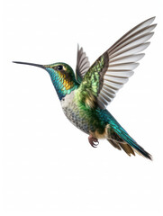 Fototapeta premium Hummingbird Studio Shot Isolated on Clear White Background, Generative AI