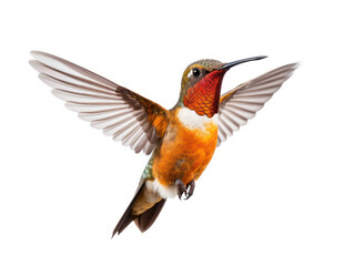 Hummingbird Studio Shot Isolated on Clear White Background, Generative AI