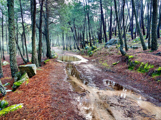 Camino del Piquillo
