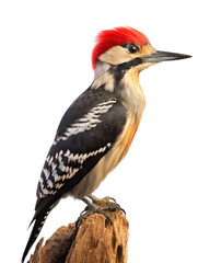 Fototapeta premium Woodpecker Studio Shot Isolated on Clear White Background, Generative AI