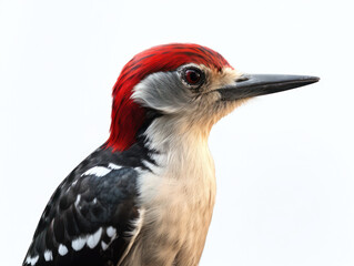 Obraz premium Woodpecker Studio Shot Isolated on Clear White Background, Generative AI