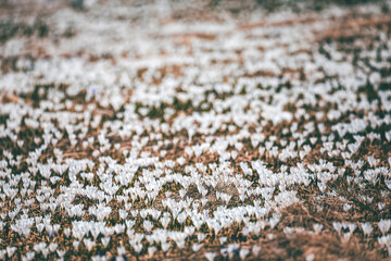 texture of white crocus flowers in the mountains
