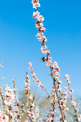 spring flowers