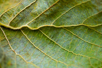 Leaf of Common hazel (Corylus avellana, birch family Betulaceae) with colorful greenish vein...