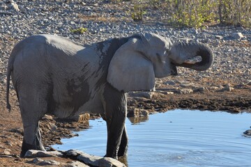 Afrikanischer Elefant am Wasserloch von Halali im Etoscha Nationalpark in Namibia.