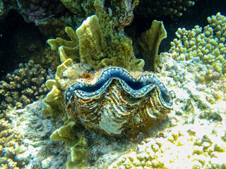 Tridacna maxima in the coral reef of the Red Sea