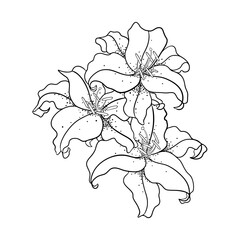 Linear Drawing of Lily Flowers. Botanical Sketch on a White Background.