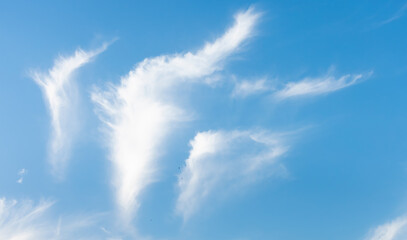 Beautiful flower shaped cloud in the blue sky in nature concept