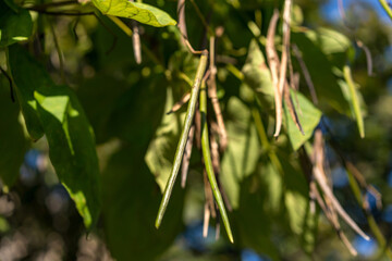 Catalpa speciosa. detailed view of foliage on a tree branch