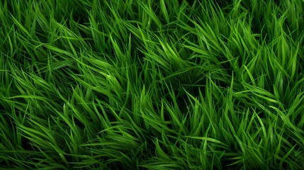 Fototapeta premium Green grass seamless texture on striped sport field. Astro turf pattern. Carpet or lawn top view. Baseball, soccer, football or golf game. Fake plastic or fresh ground for game play