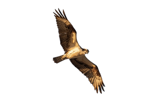 Flying Eagle Isolated on transparent, PNG