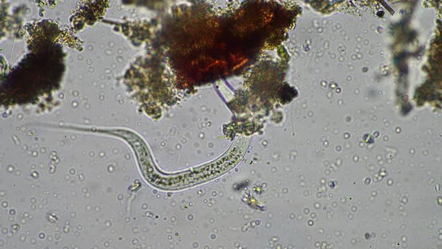 microorganisms and soil biology, with nematodes and fungi under the microscope. in a soil and compost 