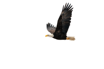 Bald Eagle Haliaeetus leucocephalus isolated on white background wild predatory bird in flight profile view nature avian wildlife cutout, PNG FIle 