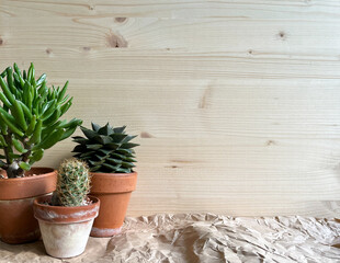 Group of succulents and cactus on the wooden background with copy space. Green and beautiful...