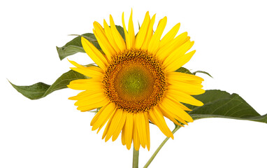 Obraz premium Sunflower isolated on white background. Close-up. Nature.