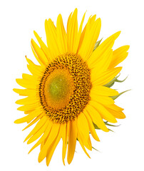 Sunflower isolated on white background. Close-up. Nature.