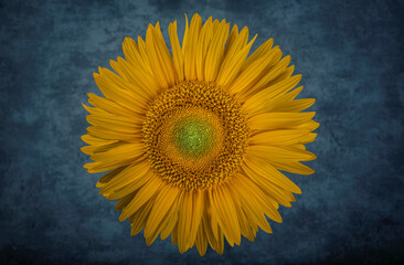 Sunflower on grunge background with filter effect retro vintage style.