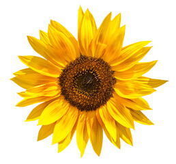 Obraz premium Sunflower isolated on white background. Close-up. Nature.