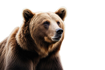 Fototapeta premium a high quality stock photograph of a Portrait of Brown Bear sitting isolated on a white background