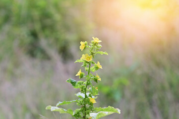 Nature view of yellow flowers on blurred background in forest. Leave space for letters, Focus on leaf and shallow depth of field at Thailand.