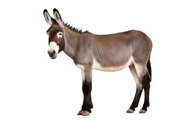 a high quality stock photograph of single laughing satisfied happy donkey full body isolated on a white background