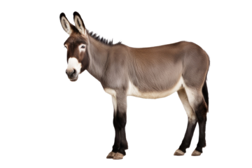 a high quality stock photograph of single laughing satisfied happy donkey full body isolated on a white background