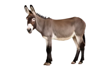 Gordijnen a high quality stock photograph of single laughing satisfied happy donkey full body isolated on a white background © ramses
