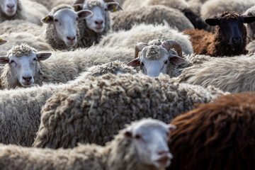 The sheep peacefully graze in the pen. A lot of beautiful lambs. The rays of the sun illuminate the...