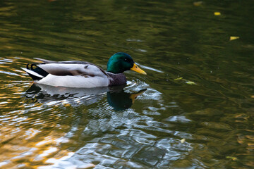 A family of ducks, geese swims in a water channel, river, lake. Lots of reeds and water lilies. Beautiful ducks float along the river, lake, water channel. Ducks are beautifully reflected in water.
