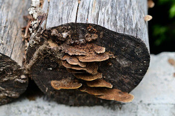 Closeup of Colorful many Wild Mushrooms growing from the ground above the trees in the garden at...