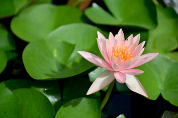 Closeup of Beautiful Colorful Lotus Flower is blooming with green leaf in the pond with natural background at Thailand.