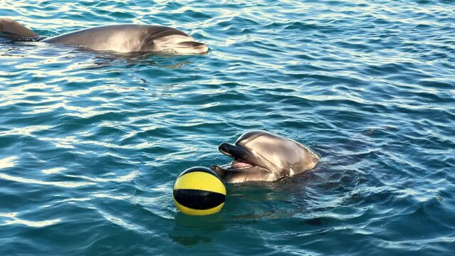 Happy playful dolphin plays with a ball in the water, closeup shot, slow motion.