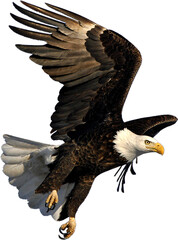 bald eagle for background wallpaper in png - obrazy, fototapety, plakaty