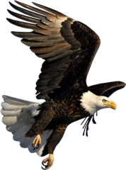 Foto op Canvas bald eagle for background wallpaper in png © ARSALAN
