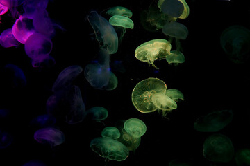 Jellyfish playing with lights against a black background