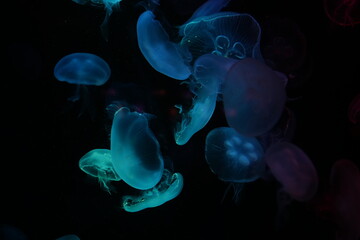Obraz premium Jellyfish playing with lights against a black background
