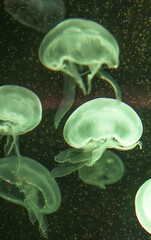Jellyfish playing with lights against a black background