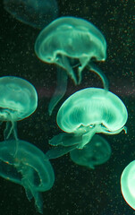 Jellyfish playing with lights against a black background