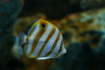 Fototapeta na wymiar Fish in a large fish tank
