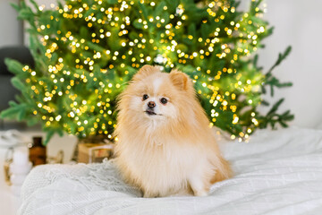 Cute Pomeranian dog on the background of a Christmas tree. Happy New Year, Christmas and New Year holidays and celebration. Dog pet near the Christmas tree. Soft selective focus..