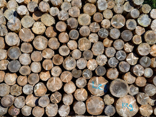 Texture of cut tree trunks