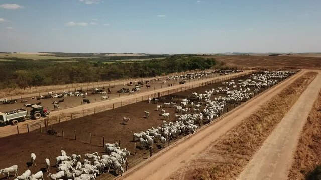Imagem aérea com confinamento de gado nelore e angus no Mato Grosso - Brasil