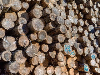 Texture of cut tree trunks