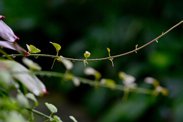 Closeup of Drops of water on the green leaves after the rain stops with natural background in the garden at Thailand.