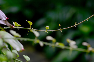 Closeup of Drops of water on the green leaves after the rain stops with natural background in the garden at Thailand.