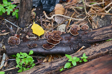 Closeup of Colorful many Wild Mushrooms growing from the ground above the trees in the garden at Thailand.