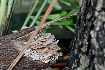 Closeup of Colorful many Wild Mushrooms growing from the ground above the trees in the garden at Thailand.