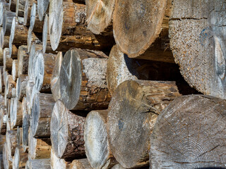 Texture of cut tree trunks