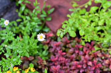 Close-up of Beautiful White Flowers are blooming in the garden with nature background at Thailand.