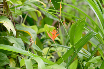 Blooming Strelitzia (bird of paradise flower) flower with green leaf background in the garden. Concept of beautiful flowers of Thailand. 